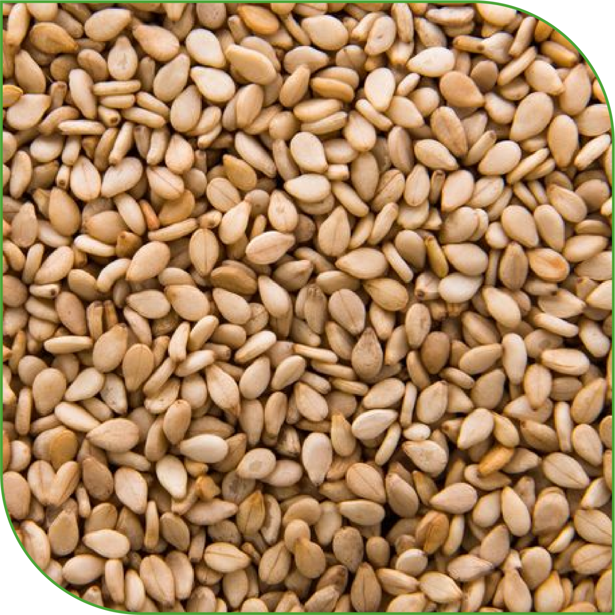 Sesame Seeds